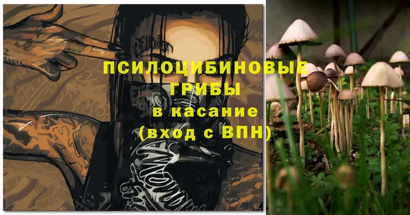 Псилоцибиновые грибы Psilocybine cubensis  OMG   Ак-Довурак 